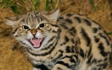 世界上最小的猫：被称之为“死神猫”，致命程度不输老虎