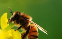 蜜蜂哲完人 为啥会很快死掉（自杀袭击）