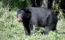 遇到熊躺下装死 到底行不行（野外自救）