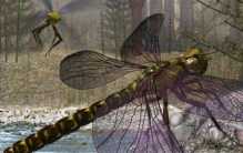 世界上最大的蜻蜓，可超过2英寸长，生有触角(蛇蜻蜓)