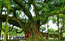 世界上最大的树冠 孟加拉榕树(半个足球场大)