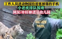 游客手机掉入老虎园 工作人员直接进去捡（猛兽幼崽）