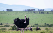 世界上最大的鸟 身高达到2.5米(非洲鸵鸟)