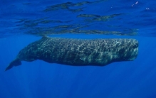 世界最重的十大动物，鲸鲨排第二河马排第五