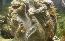 世界上体型最大的双壳动物 长达1.2米左右(巨蛤)