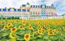 世界上最大的葵园 栽培了100万株向日葵(百万葵园)