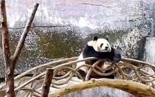 大熊猫悠哉悠哉 反向参观顾客（可爱大熊猫）