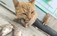 猫很喜欢吃鱼 为啥不会被鱼刺卡到（猫吃鱼）