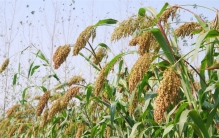 被我国淘汰的高粱 为啥美国人那么喜欢（美国高粱）