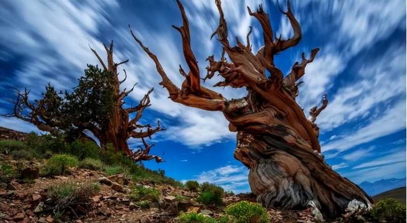 世界上最长寿的树倒下了！活了5000年，却败给今年的极端高温