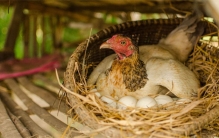 把鸡窝里的蛋拿走 为啥母鸡生的更勤快（母鸡下蛋）
