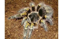 世界十大巨型蜘蛛：紫树食鸟蛛上榜，巨人蜘蛛摘得冠军