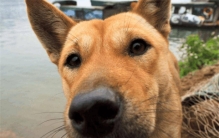 好狗不咬新女婿 这句话是真是假（农村传闻）