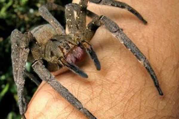 世界十大有毒蜘蛛：六眼沙蛛排第二，巴西游走蛛排第一