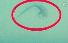 为什么国家要隐瞒龙，所谓龙骨疑似为鲸鱼尸骨