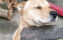 主人打自己的狗 为啥狗不会反抗（宠物狗）