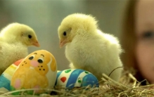 市面上的彩色小鸡 到底是怎么来的（彩色鸡仔）