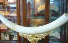 世界上最大的象牙 距今已有120年的历史(108.86公斤)