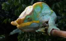 世界上最大的变色龙 体长70厘米(舌头比身体长)