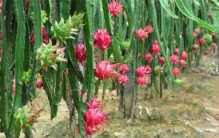 种植火龙果 为啥要开灯一整晚（种植火龙果）