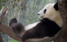 要是熊猫数量暴增 能不能当宠物（熊猫宠物）