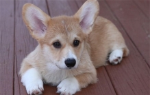 人们都要给柯基断尾 为啥这么干（柯基断尾）