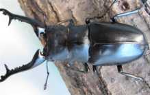 世界上最大的锹甲虫 长颈鹿锯锹(长12.3厘米)