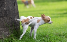 狗喜欢对着轮胎石头撒尿 他们要干嘛（狗狗撒尿）