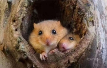 田鼠藏在洞里的粮食 为啥不会发芽（粮食发芽）