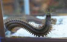 世界上最大的博比特虫 体型3米左右(体重将近0.5公斤)