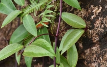 女子采花被刑拘 这是什么花（七叶铁线莲）