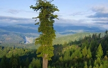 世界上最高的树？高达多少米？