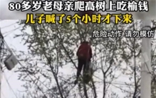 80多岁老太爬树摘榆钱 根本不听劝（贪小便宜）
