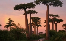 总是吃不饱饭的非洲人 为啥不好好种地？（非洲种植）