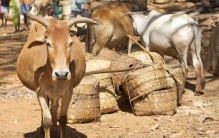 印度最嚣张动物 还被当地人当大爷（印度神明）