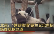 大熊猫被小鸟婷毛毫无反应淡定干饭