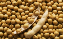 中国大豆进口量那么大 为啥不自己种（种植大豆）