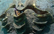 世界上最大的双壳贝 重量达到200公斤(砗磲)