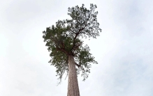 如何不被树高吓倒？7种世界最高树木来袭！