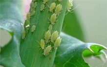 世界上繁殖最快的昆虫 一年可以繁殖20~30代后代(蚜虫)