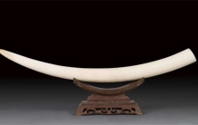 在老死的大象身上取象牙 会有啥后果（象牙买卖）