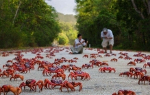 已经泛滥的澳洲红蟹 为啥还要保护（红蟹泛滥）