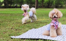 给小狗断尾巴 是好事还是不好（小狗断尾）