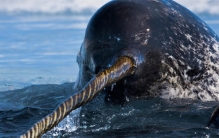 牙齿比黄金贵 一颗牙就价值连城（独角鲸牙齿）