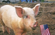 美国猪肉四块一斤 为啥会这么便宜（美国猪肉）