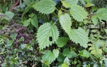 会咬人的活麻 到底是怎么咬人的（咬人植物）