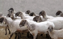 刀郎羊能卖到一千多万 为啥这么贵（羊中贵族）