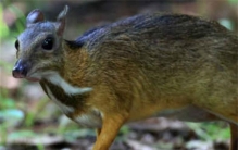 世界上最小的鹿 身体长度40~48厘米(鼷鹿)