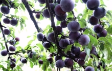 曾经爆火的黑布林 为啥现在没人喜欢（过气水果）