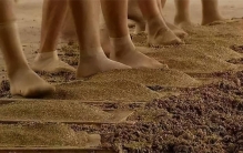 茅台用少女脚踩酒曲 这是啥道理（茅台制作）